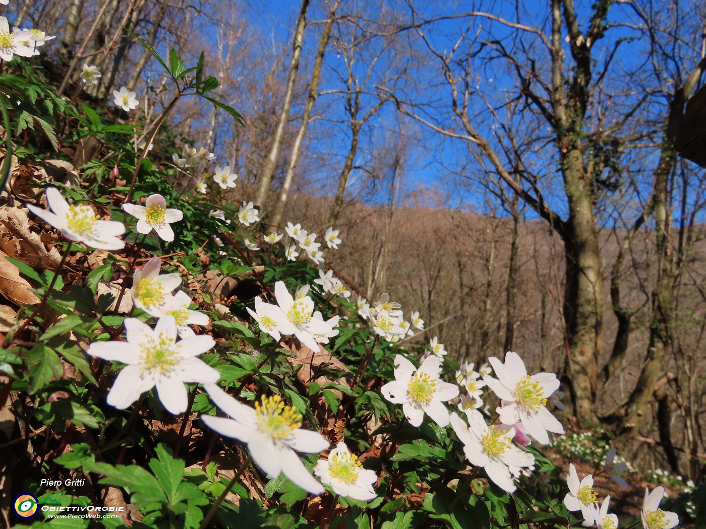 23 Anemoides nemorosa (Anemone dei boschi).JPG